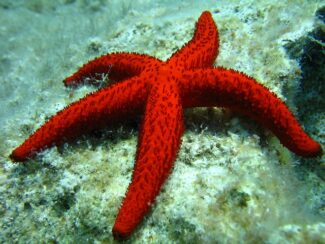 Starfish in the ocean.